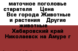 маточное поголовье старателя  › Цена ­ 2 300 - Все города Животные и растения » Другие животные   . Хабаровский край,Николаевск-на-Амуре г.